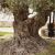 Olivenbaum bei Bet Jamal.jpg